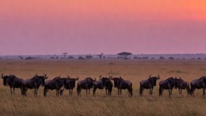 1920x1080-wildebeest-sunset-gemini_generated_image_x1ysqux1ysqux1ys.jpeg