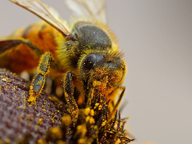 640px-bee_pollinating_a_flower.jpg