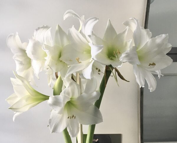 Amaryllis-WHite-600x485.jpg