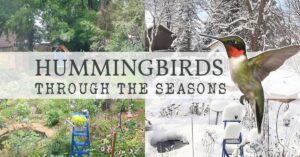 FB-hummingbird-seasons-v1.jpg