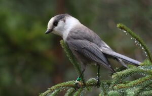 Gray-Jay.jpg