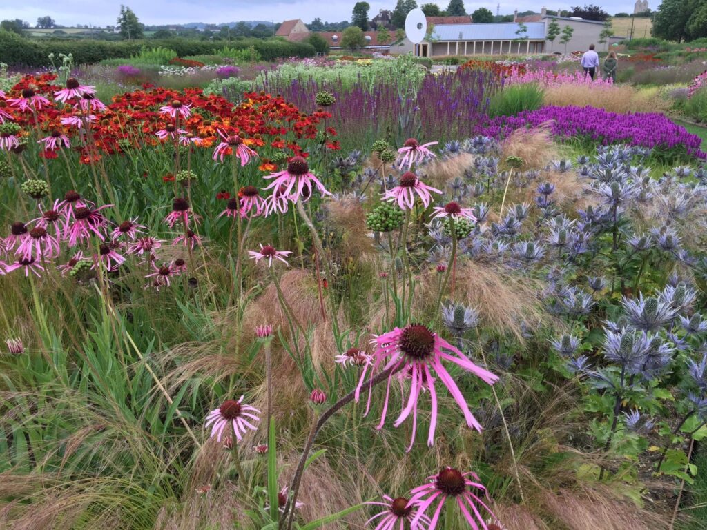 Hauser-Wirth-echinacea.jpg