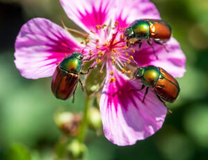 Japanese-beetle-on-geranium.jpg