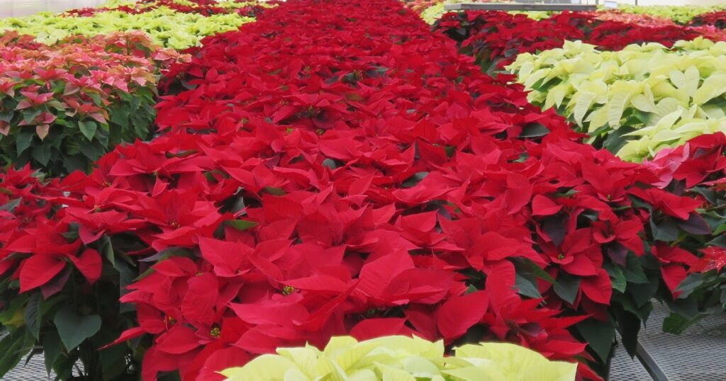 Poinsettia-6.jpg