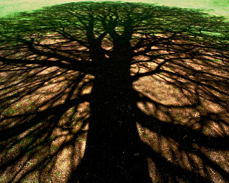 TS_tree-shadow-blast.jpg