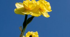 daffodil-18.jpg