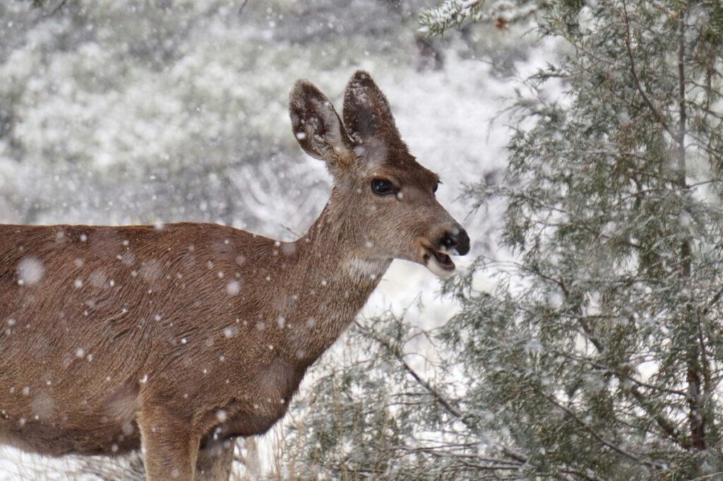 deer-winter.jpg