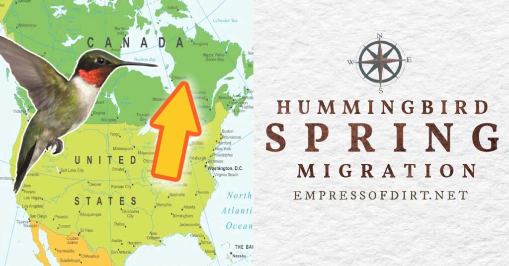 fb-hummingbird-SPRING-migration-v1.jpg