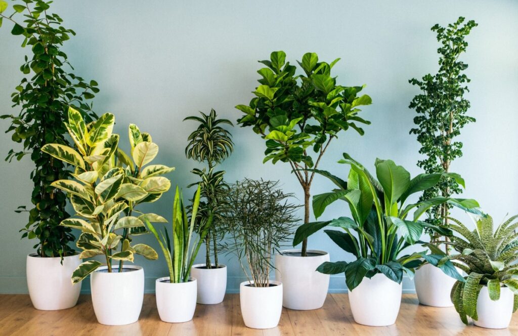 indoor-plants.jpg