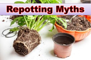 repotting-myths.jpg