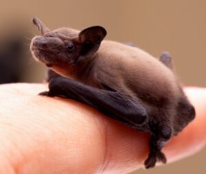 Bat-small-on-finger.jpg