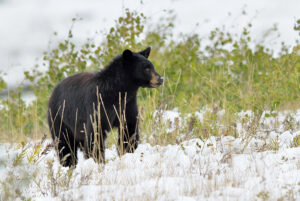 BlackBears760.jpg
