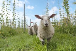 GoodLot-Farmstead-Brewing-Co.-and-area-Caledon-1.jpg