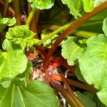 Hobson’s Backyard Tales: Rhubarb, rhubarb, rhubarb