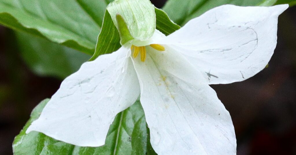Trillium-1.jpg