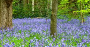 bluebell-3.jpg