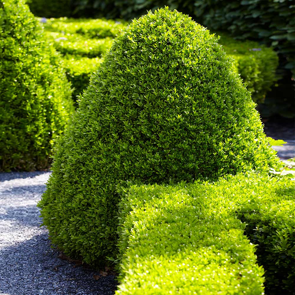 boxwood-1.jpg