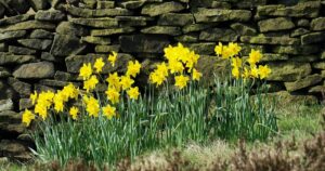 daffodil-.jpg