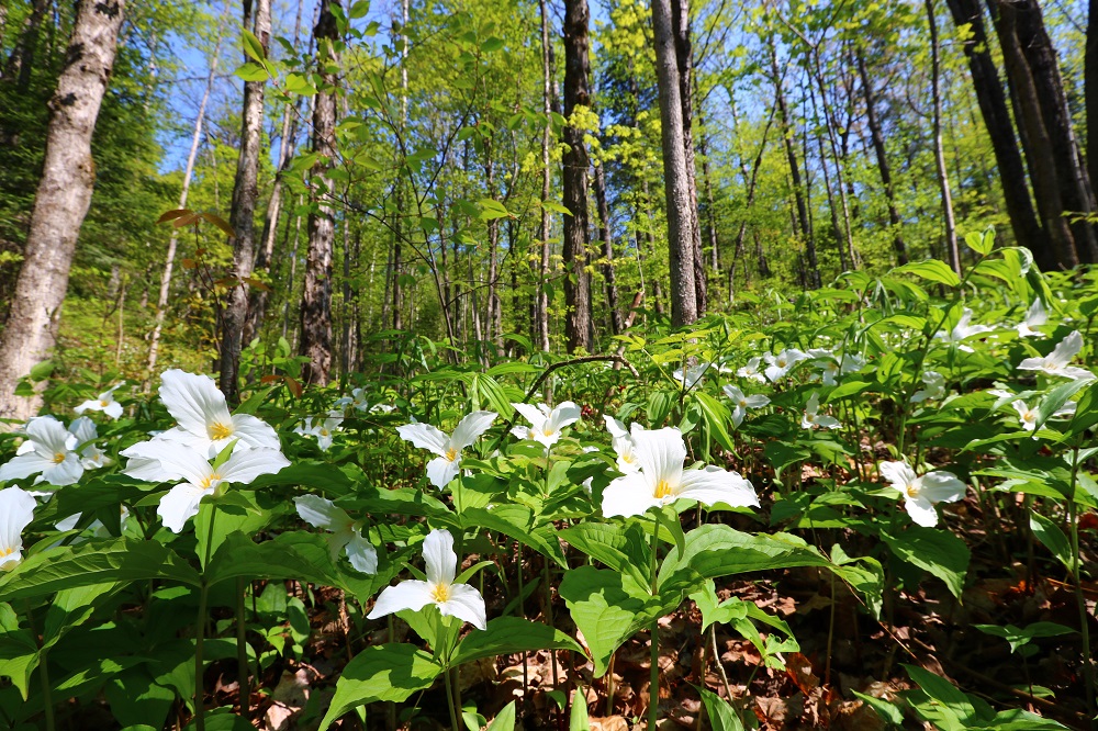 Arrowhead_White_Trilliums.jpg