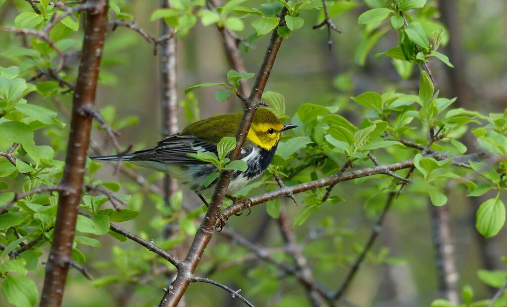 Black-throated_Green_Warbler_PEP_May_18_2015_19.jpg