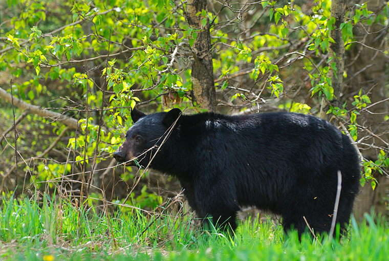 BlackBearHides760.jpeg