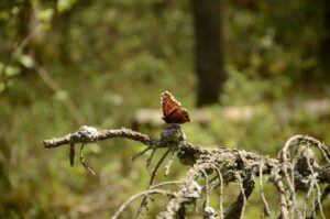 Blue_Lake_-_Boulder_Ridge_Trail_-_Mourning_Cloak_Butterfly_-_2012.jpg
