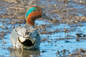 DuckContaminants760.jpg