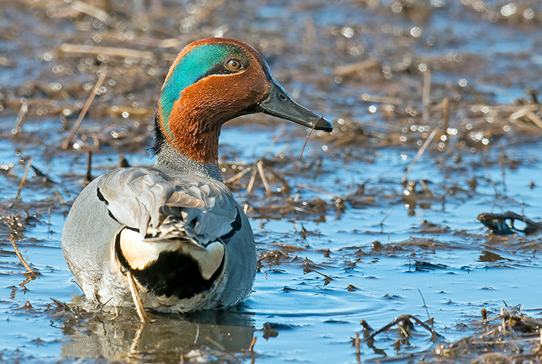 DuckContaminants760.jpg