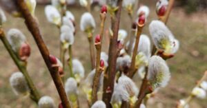 FB-pussy-willow-display-v1.jpg