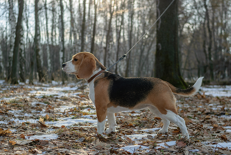 HoundHunter760.jpg