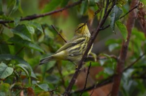 Neys-CapeMayWarbler3-August-2022-LauraMyers-1.jpg