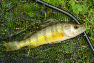Perch760.jpg