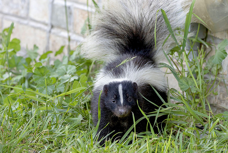 Skunk760.jpg