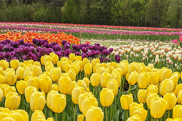 ToDoOntario-JP-Niagara-Tulip-Farm-web.jpg