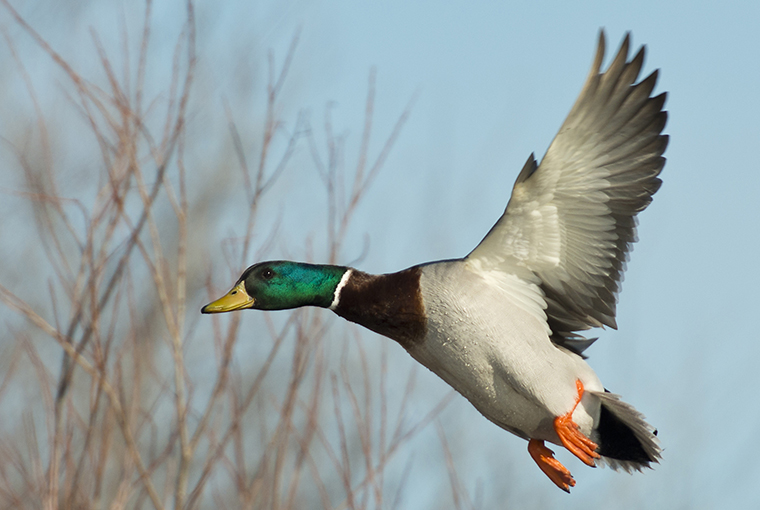 WaterfowlHunt760.jpg