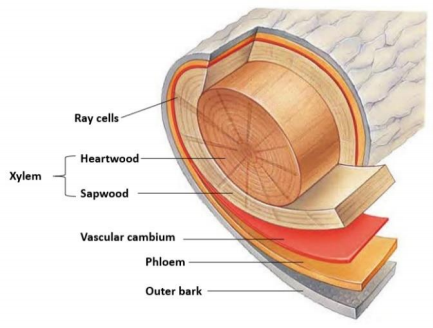 maple-tree-cross-section.png