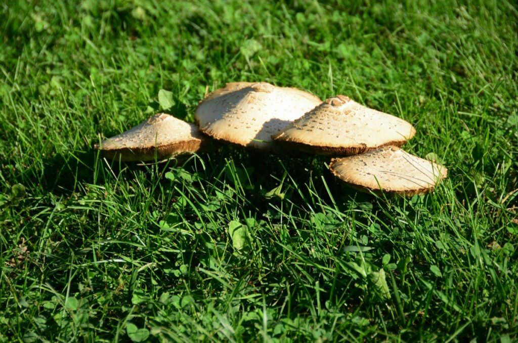 mushrooms-lawn.jpg