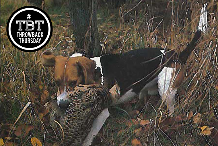 BeaglesForHuntingFEAT-1.jpg