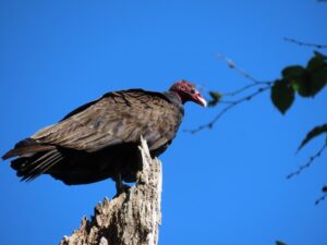 CharlestonLake_TurkeyVulture-1.jpg