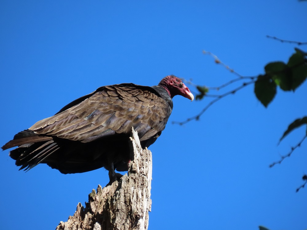 CharlestonLake_TurkeyVulture-1.jpg