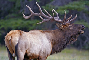 Elk760.jpg