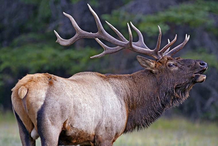 Elk760.jpg