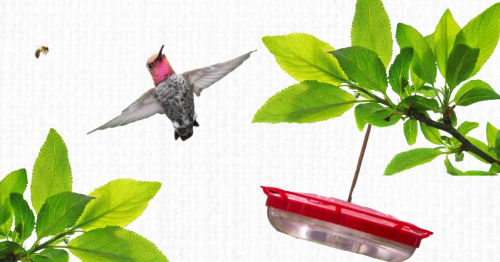 FB-Hummingbirds-avoid-feeder-v1.jpg