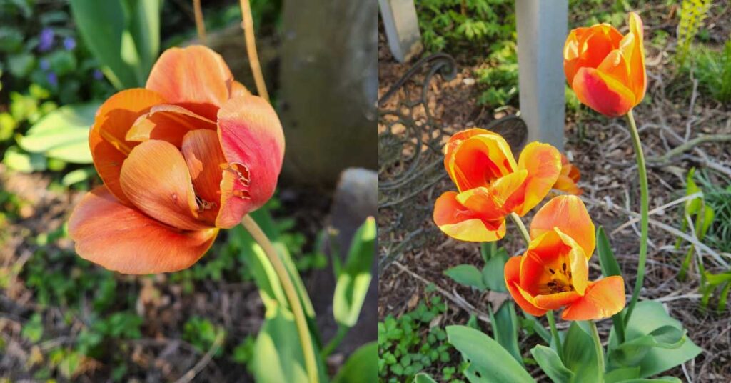 FB-flowering-bulbs-return-v1.jpg