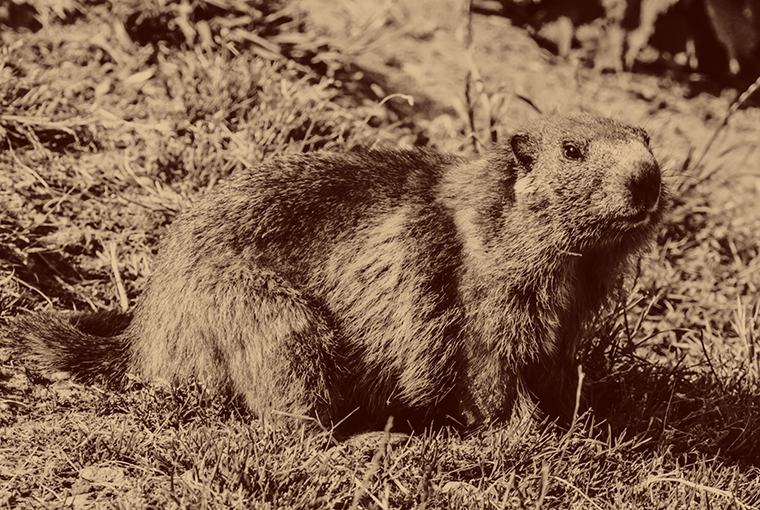 Groundhog760-1.jpg