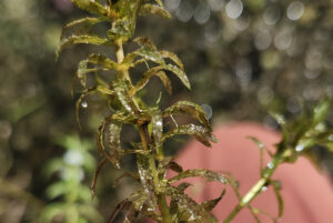 Hydrilla760FEAT.jpeg