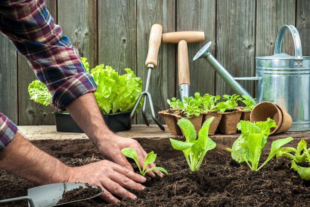 Lettuce-seedlings.jpg