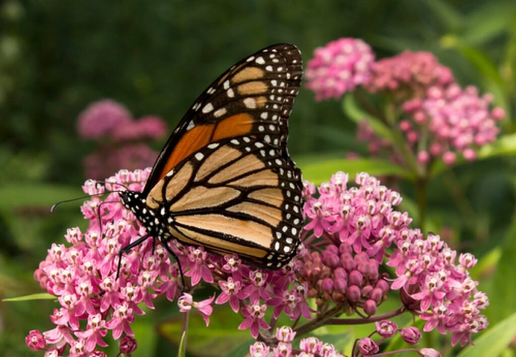 Monarch-on-milkweed.jpg