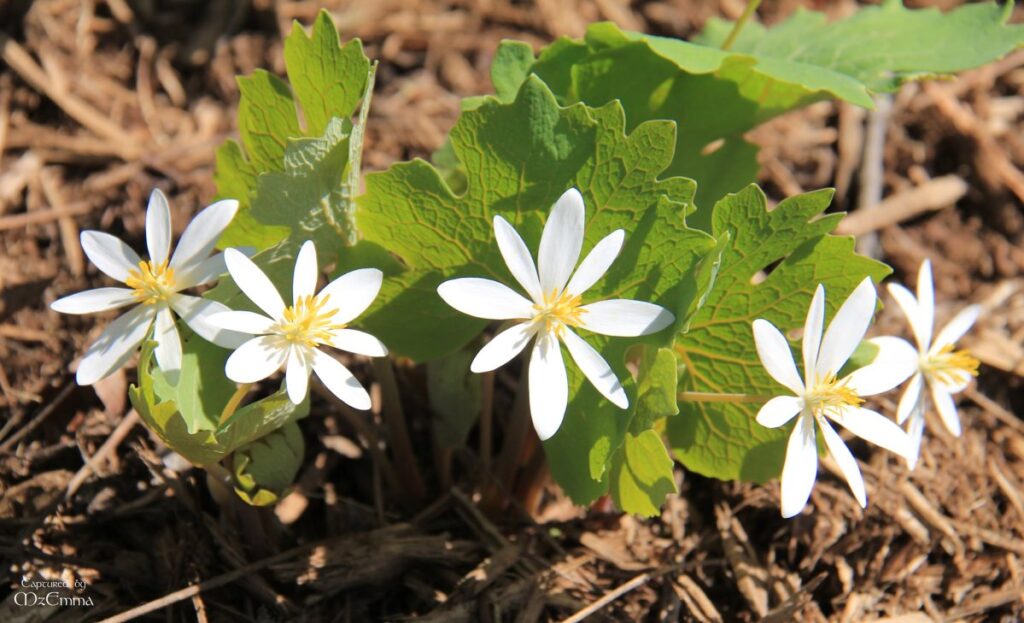 bloodroot2.jpg