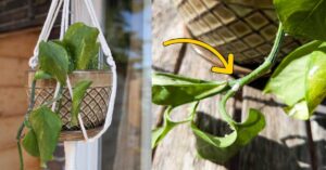 fb-mealybug-management-v1.jpg